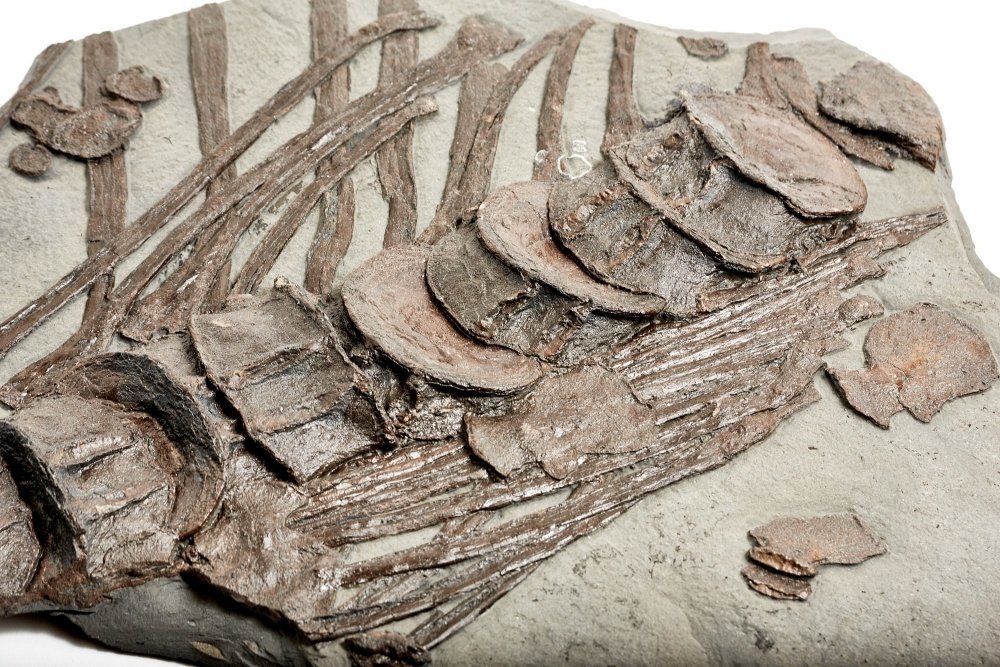 Ichthyosaurs ribs and spine