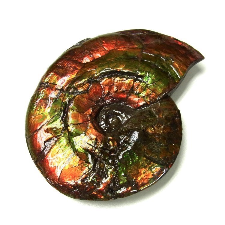 Ammolite ammonite Placenticeras costatum