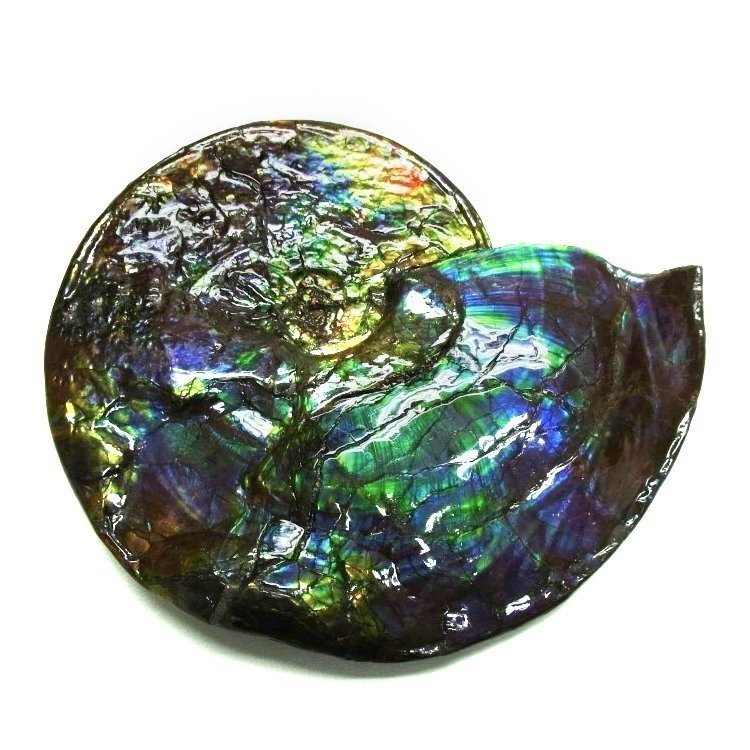 Ammolite ammonite Placenticeras costatum