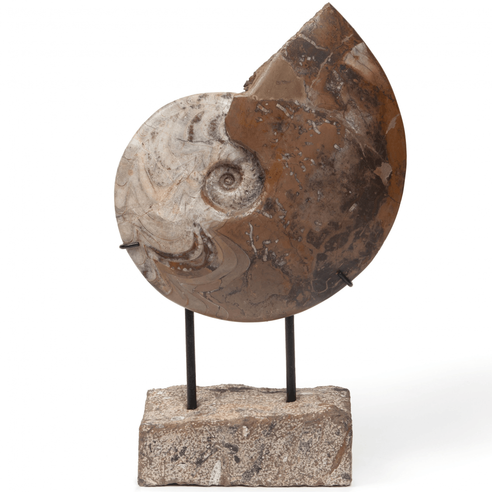 Goniatitis Carinoceras galeatum