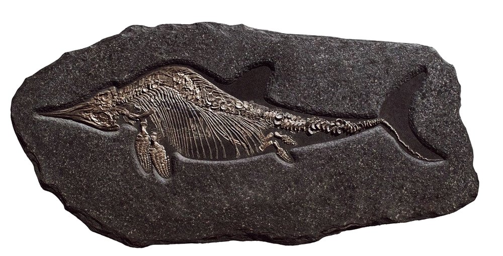 Ichthyosaurs skeleton