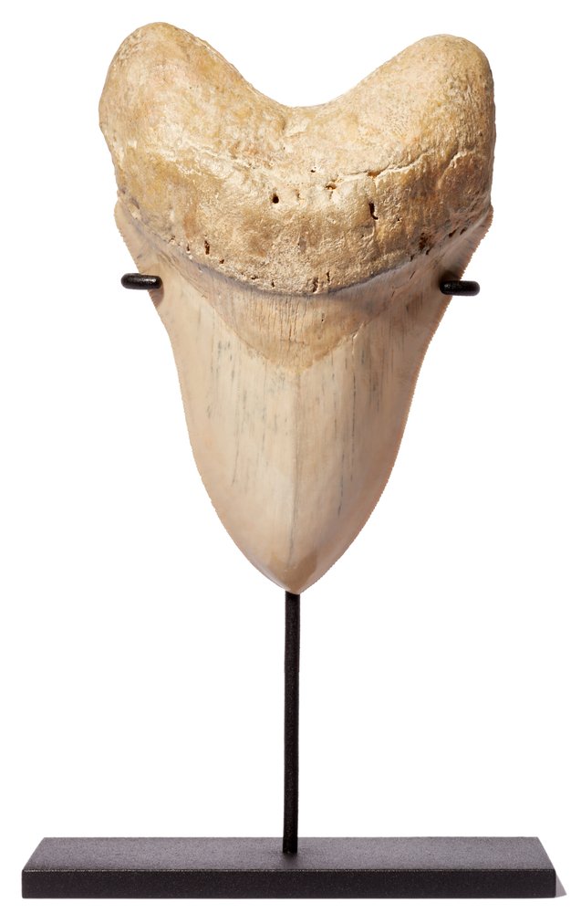 Museum quality megalodon tooth 16,2 cm (6.38 