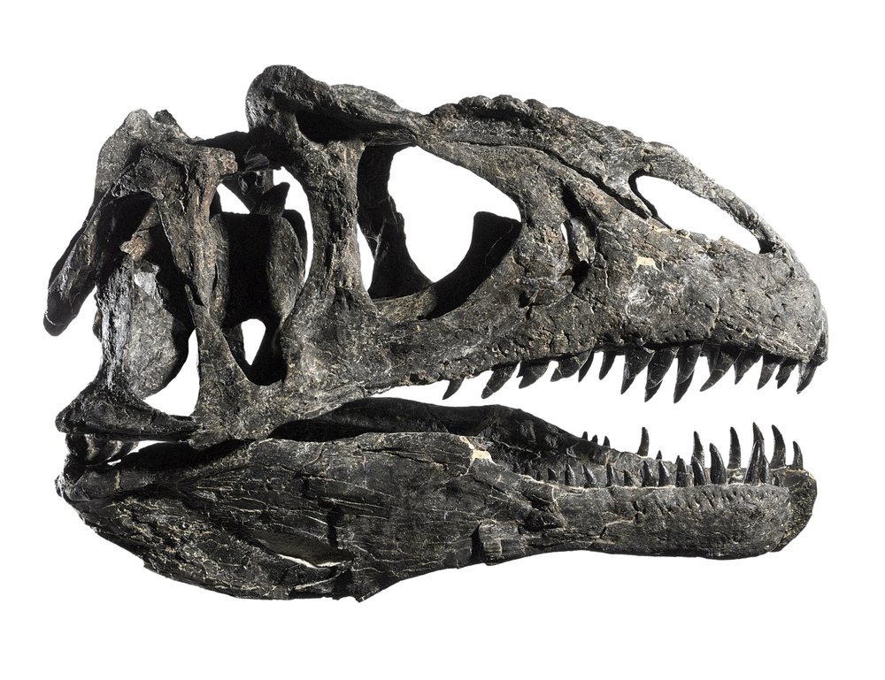 Allosaurus skull