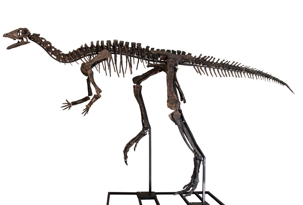 Dryosaurus sp. skeleton
