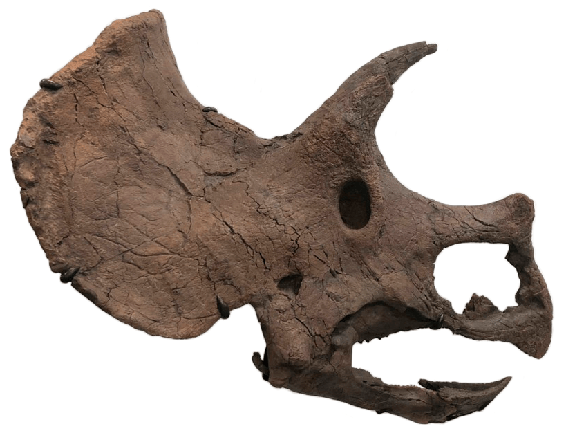 Triceratops prorsus skull