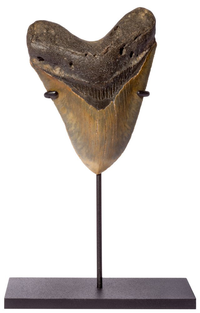 Megalodon tooth 13 cm (5.12 