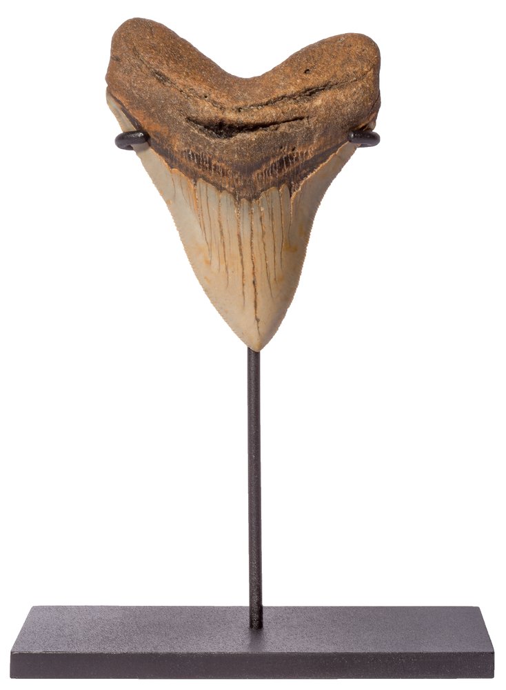 Megalodon tooth 10,6 cm (4.17 