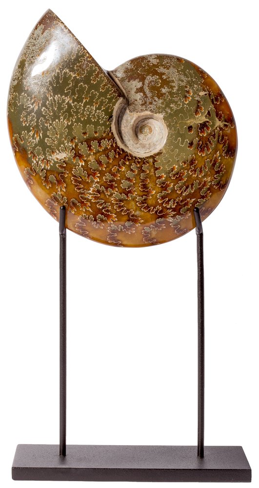 Ammonite Cleoniceras sp. 