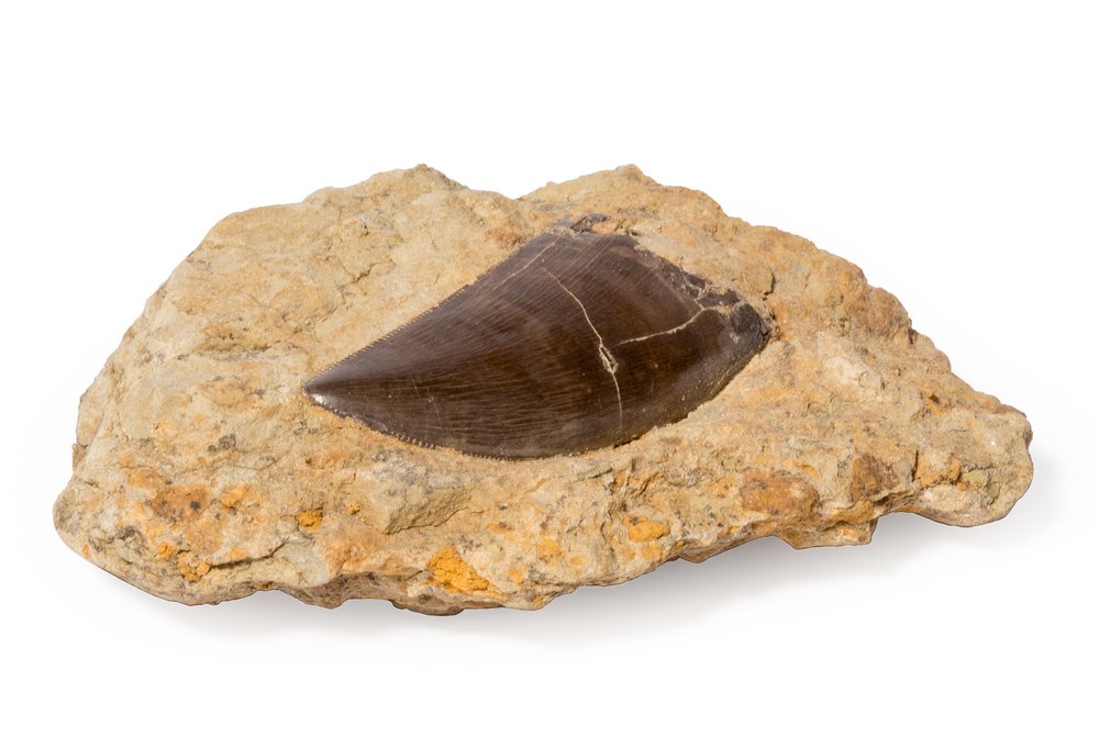 Allosaurus tooth
