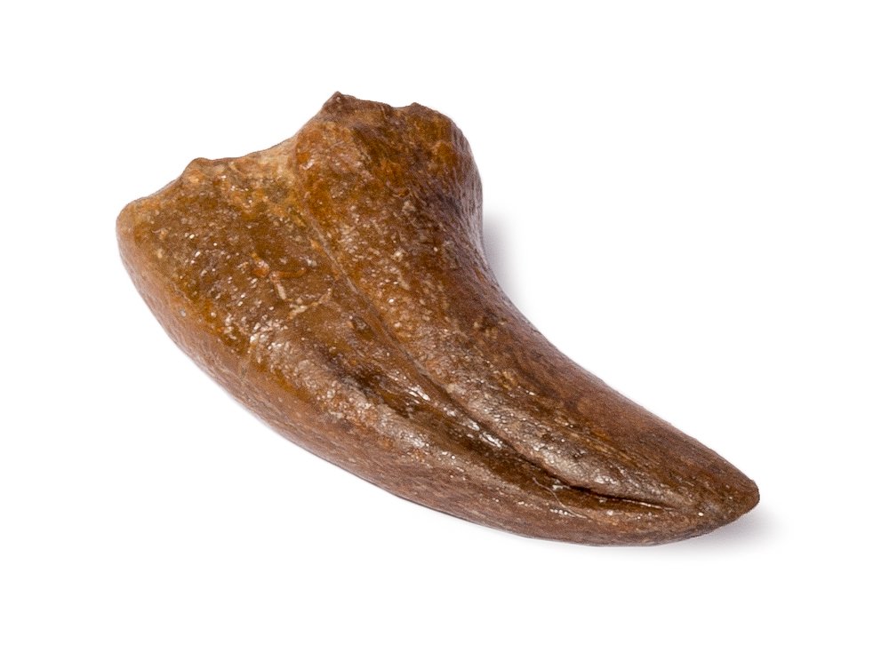 Theropod claw