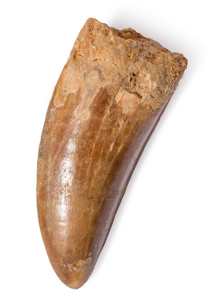 Carcharodontosaurus saharicus tooth