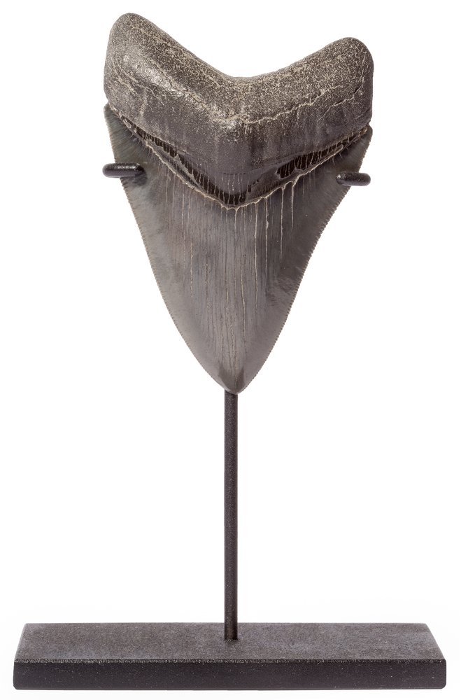 Collector quality megalodon tooth 9,8 cm (3.86 