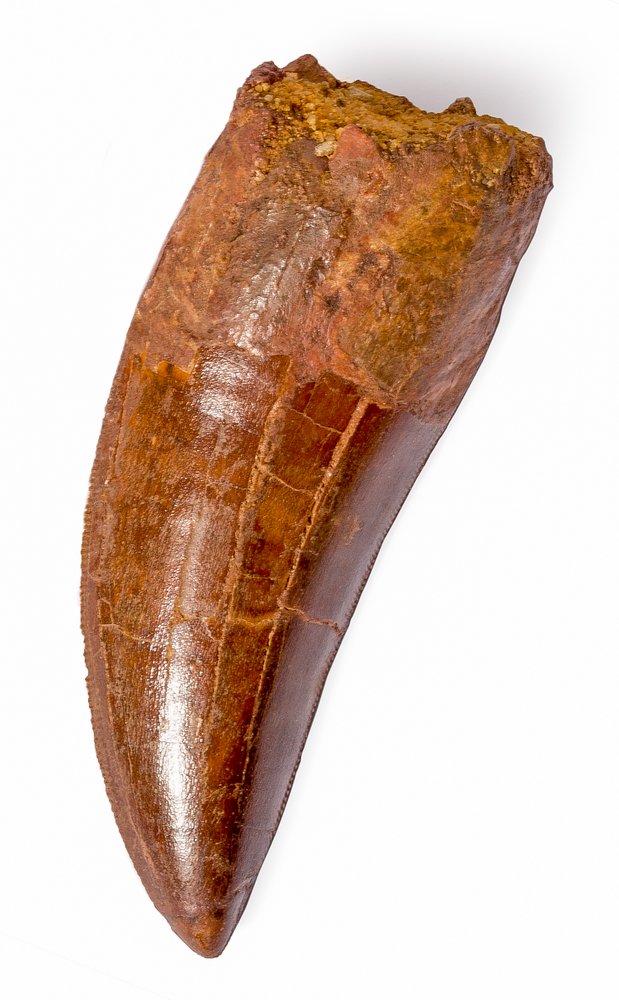Carcharodontosaurus saharicus tooth