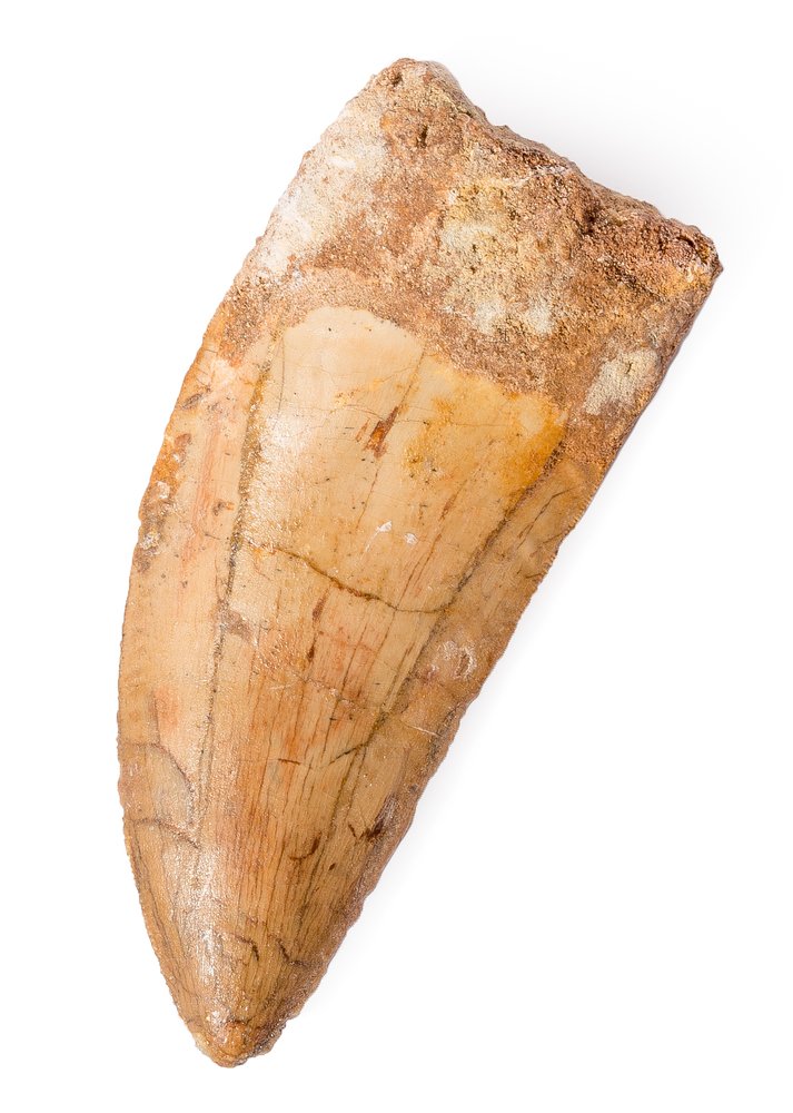 Carcharodontosaurus saharicus tooth