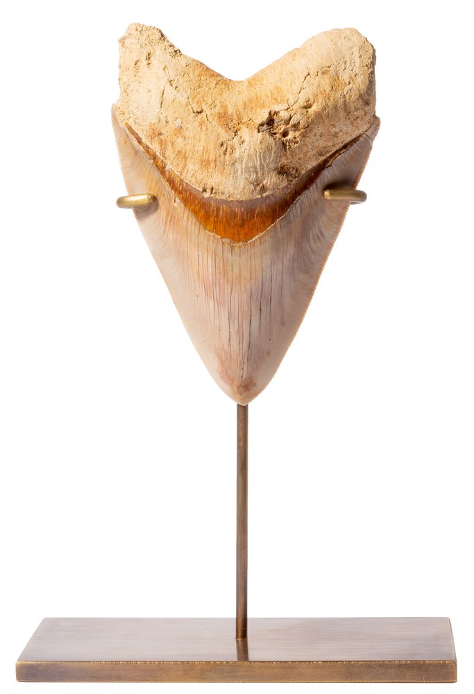 Museum quality megalodon tooth 13,3 cm (5.24 