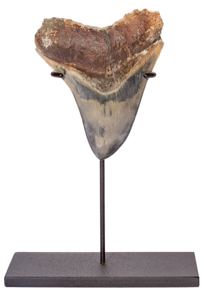 Collector quality megalodon tooth 13,2 cm (5.2 