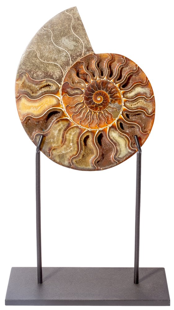 Ammonite Cleoniceras sp. 