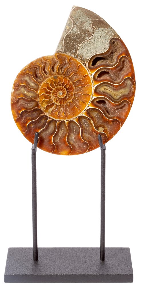 Ammonite Cleoniceras sp. 