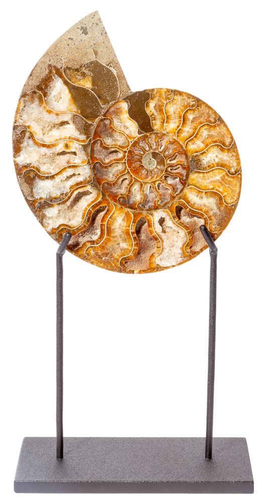 Ammonite Cleoniceras sp. 