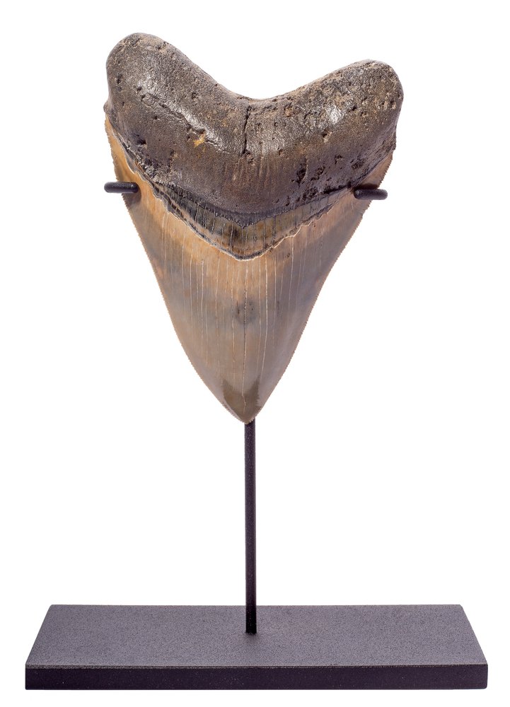 Museum quality megalodon tooth 12,9 cm (5.08 