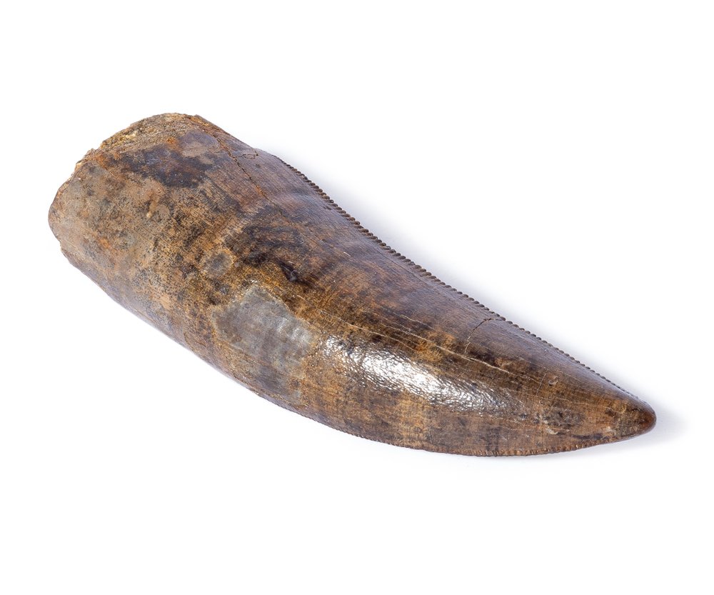 Tyrannosaurid tooth