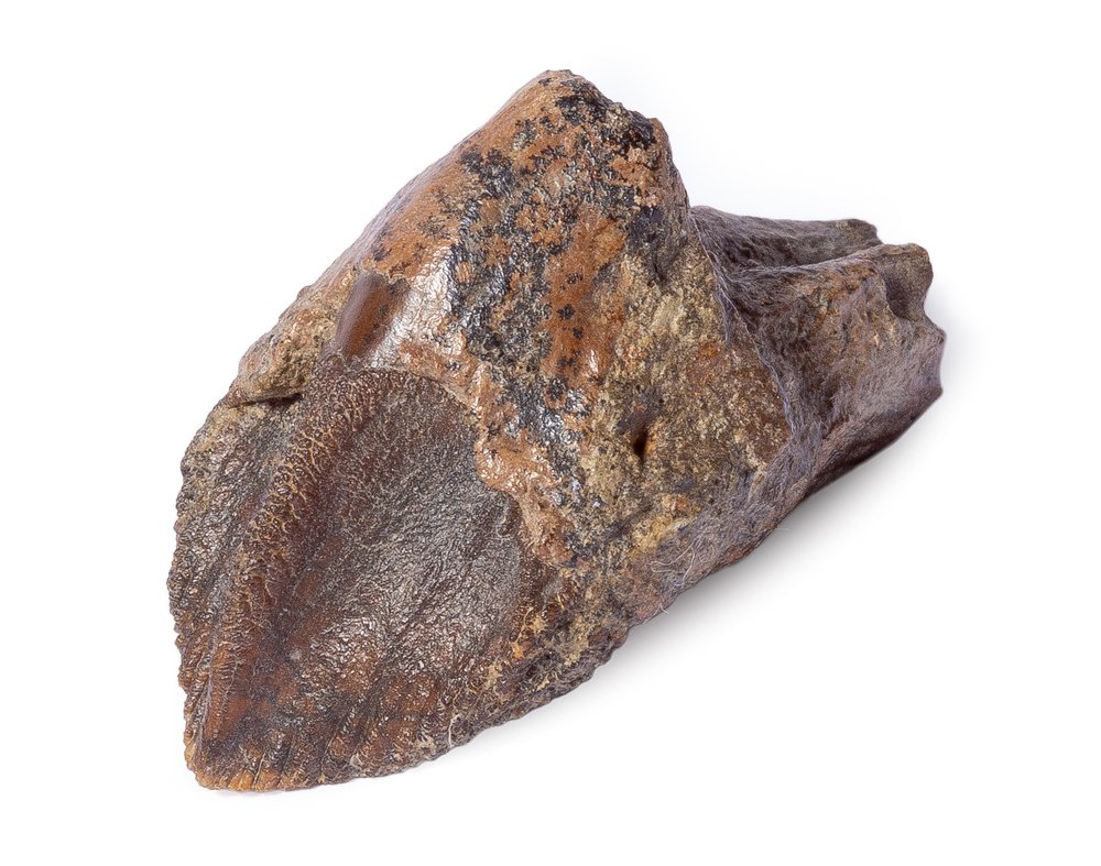 Triceratops tooth