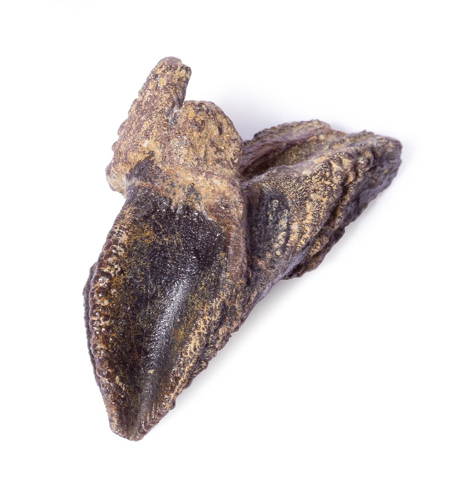 Triceratops tooth