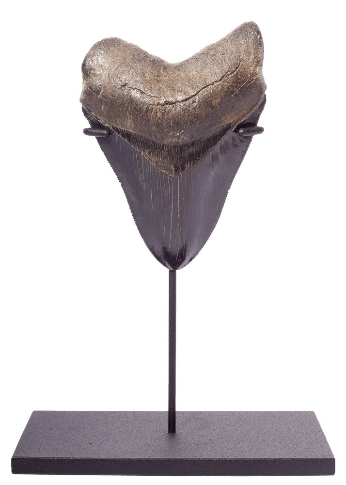 Collector quality megalodon tooth 11,5 cm (4.53 