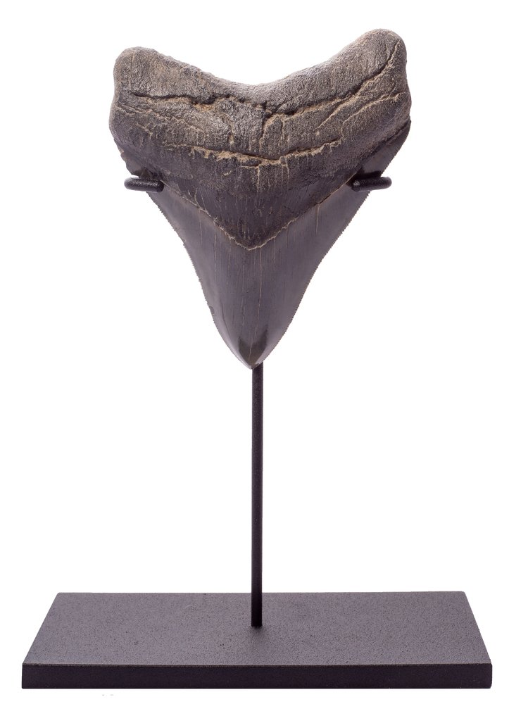 Collector quality megalodon tooth 11 cm (4.33