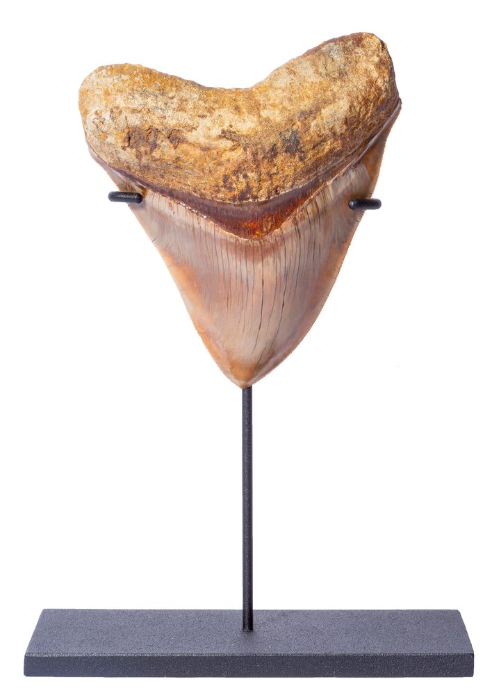 Museum quality megalodon tooth 11,7 cm (4.61