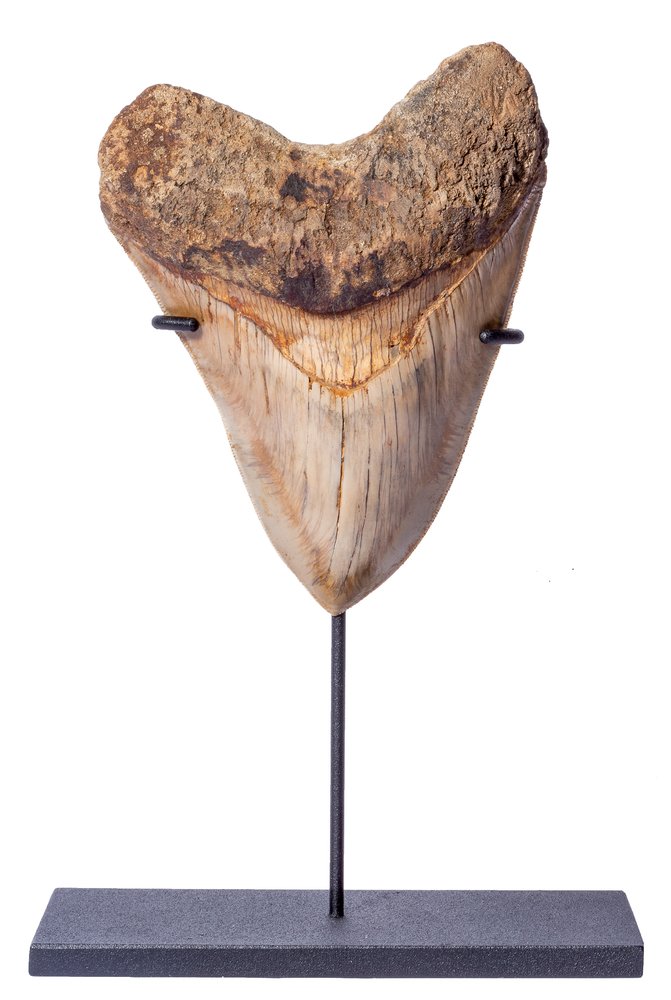 Museum quality megalodon tooth  13,7 cm (5.39