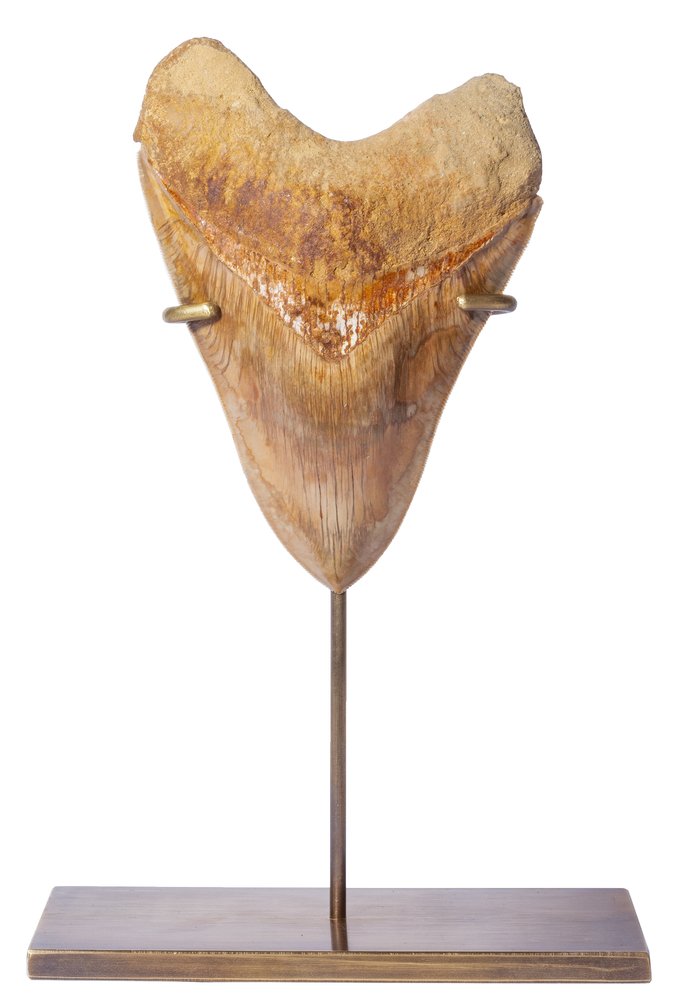 Museum quality megalodon tooth 14 cm (5.51