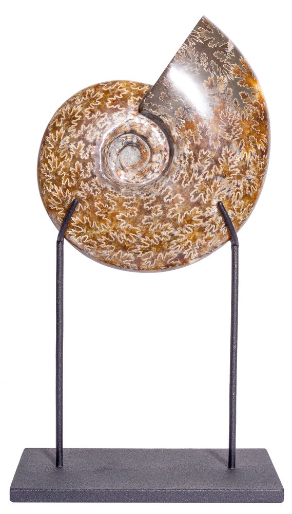 Ammonite Cleoniceras sp.