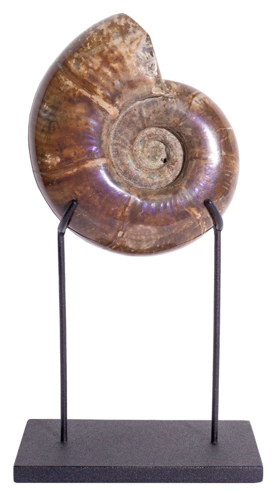 Ammonite Lytoceras sp.