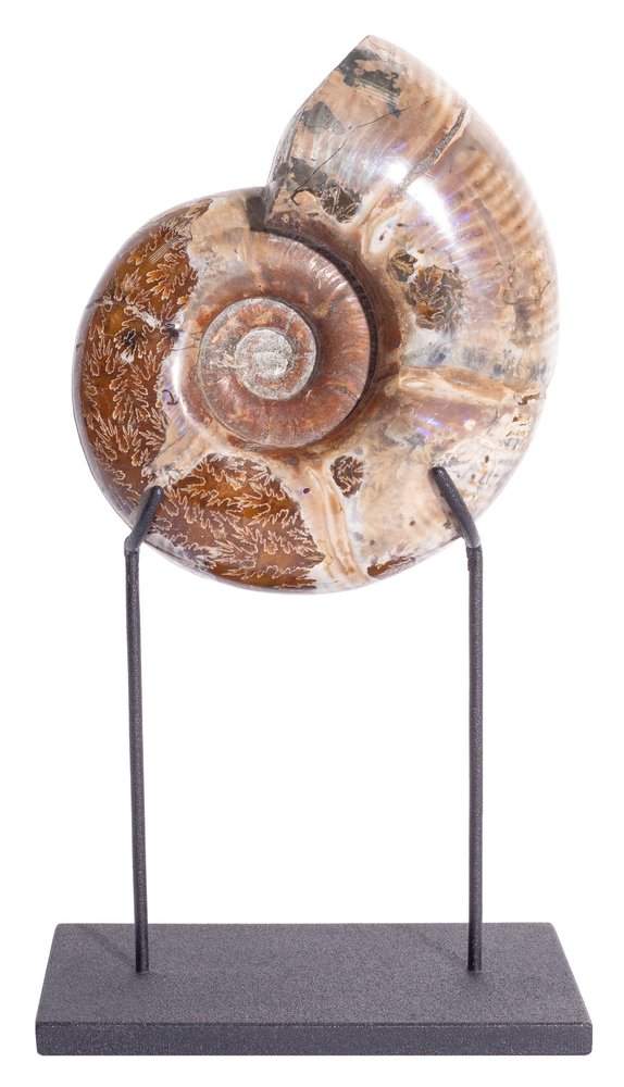 Ammonite Lytoceras sp. 