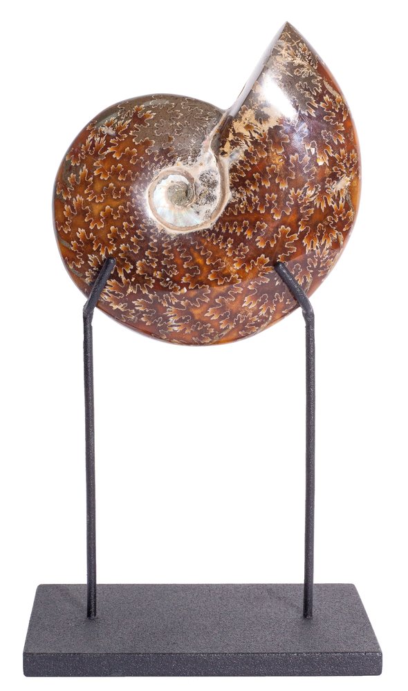 Ammonite Cleoniceras sp. 