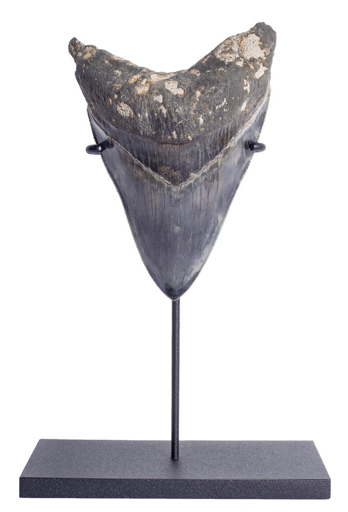 Museum quality megalodon tooth 11,4 cm (4.49
