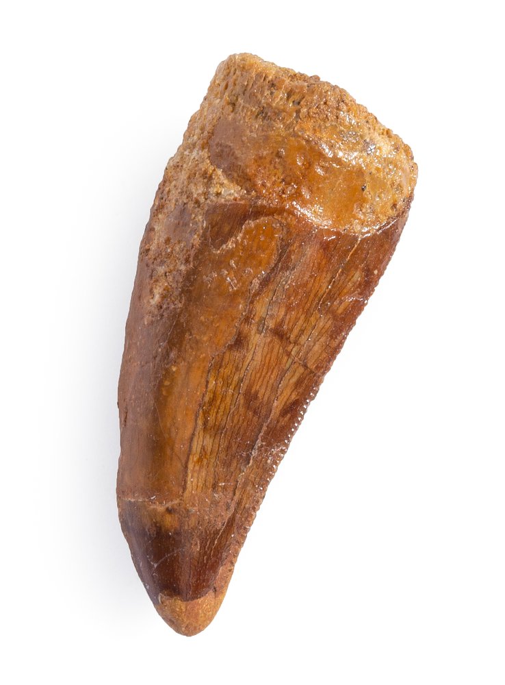 Carcharodontosaurus saharicus tooth