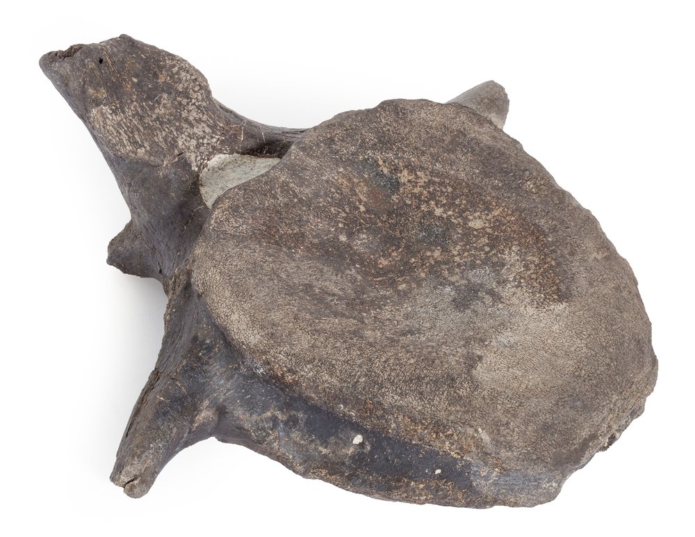 Hypacrosaurus vertebra