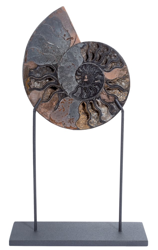 Ammonite Cleoniceras sp.