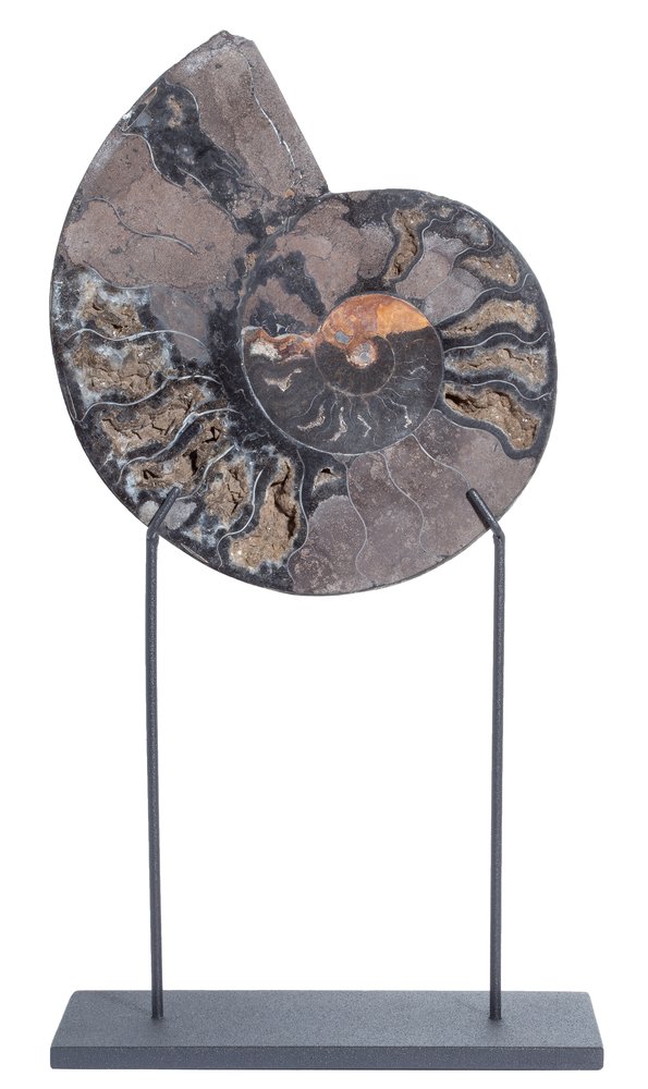 Ammonite Cleoniceras sp.