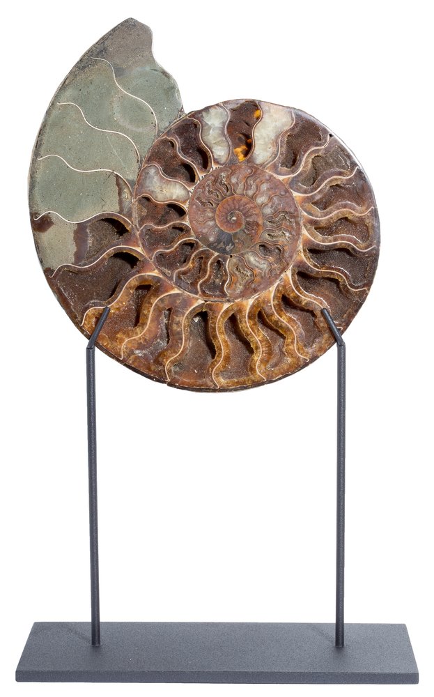 Ammonite Cleoniceras sp. 