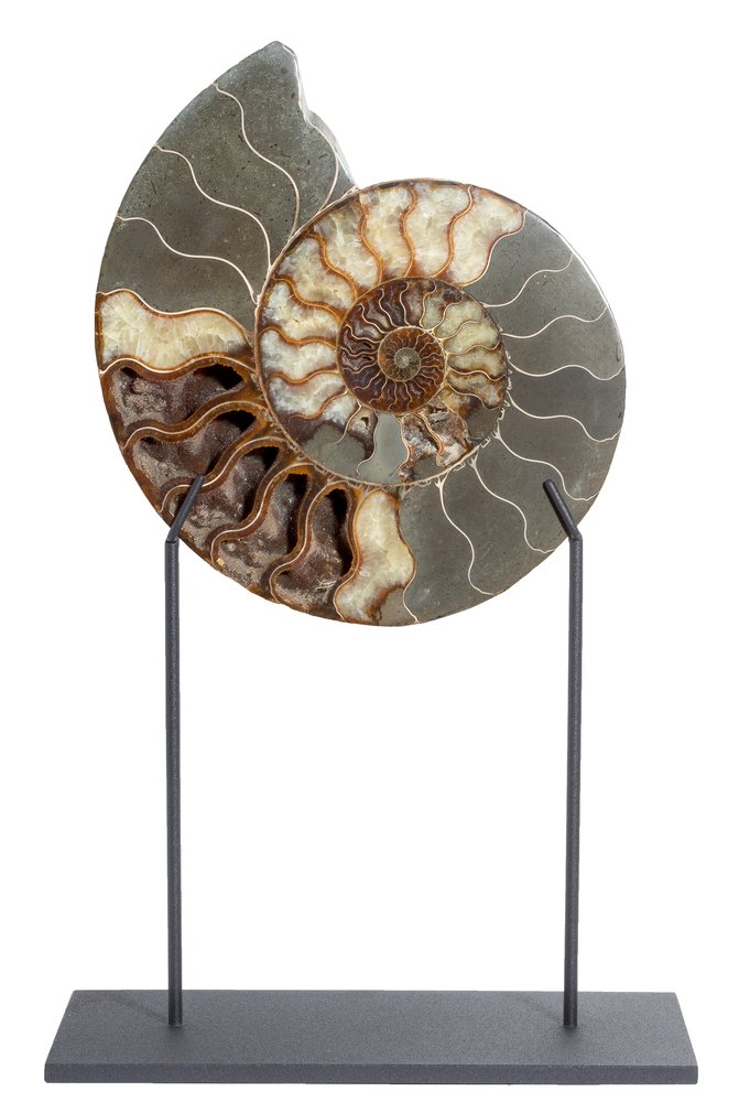 Ammonite Cleoniceras sp. 