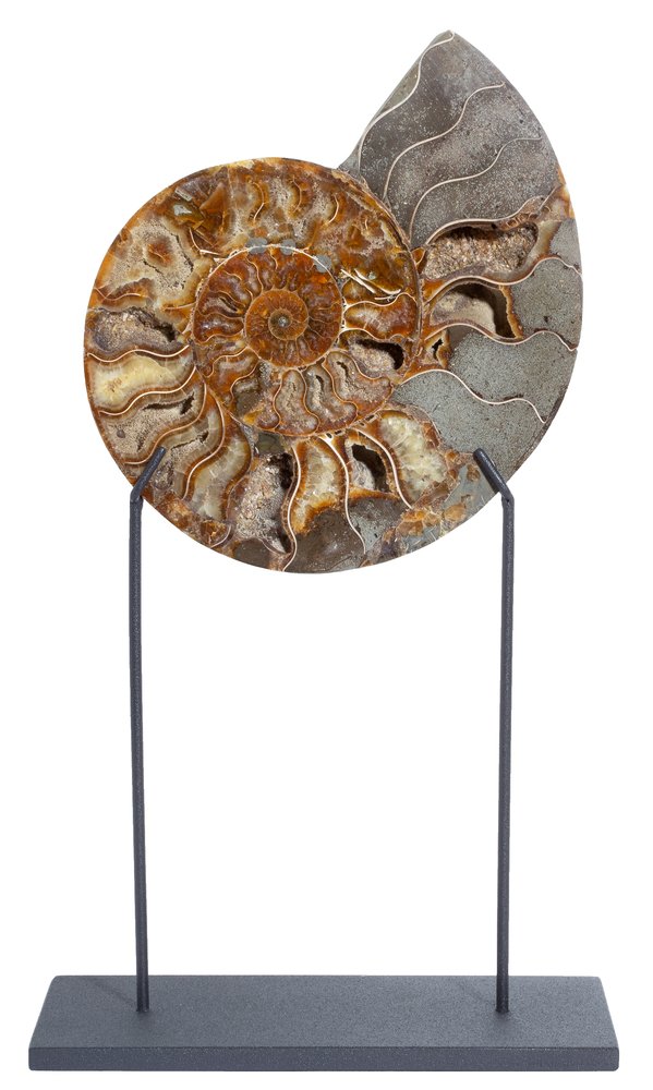 Ammonite Cleoniceras sp.