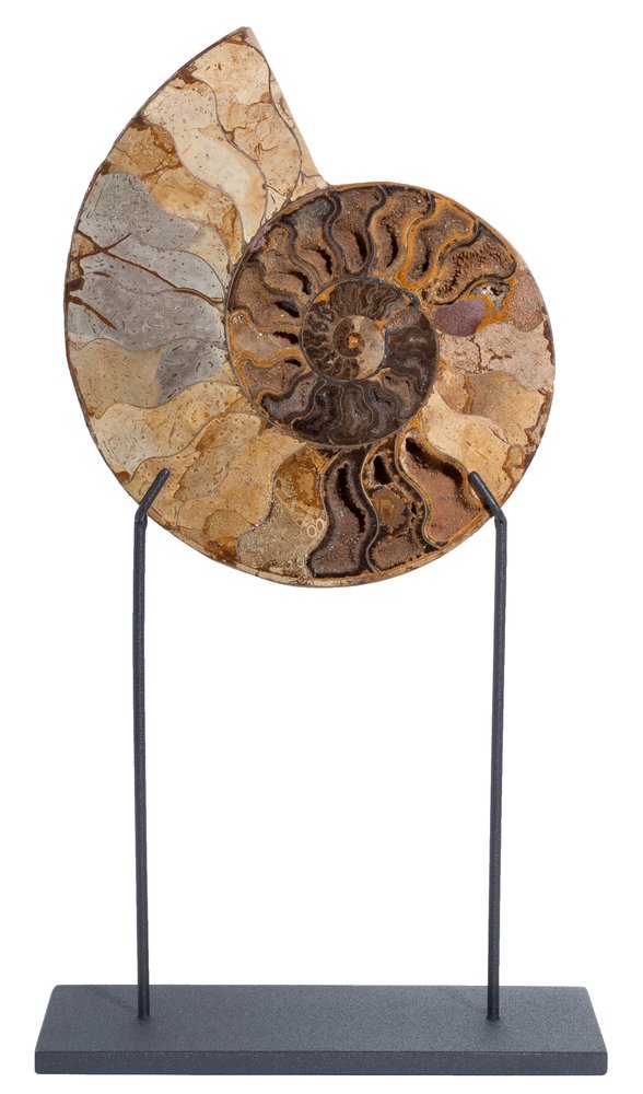 Ammonite Cleoniceras sp. 