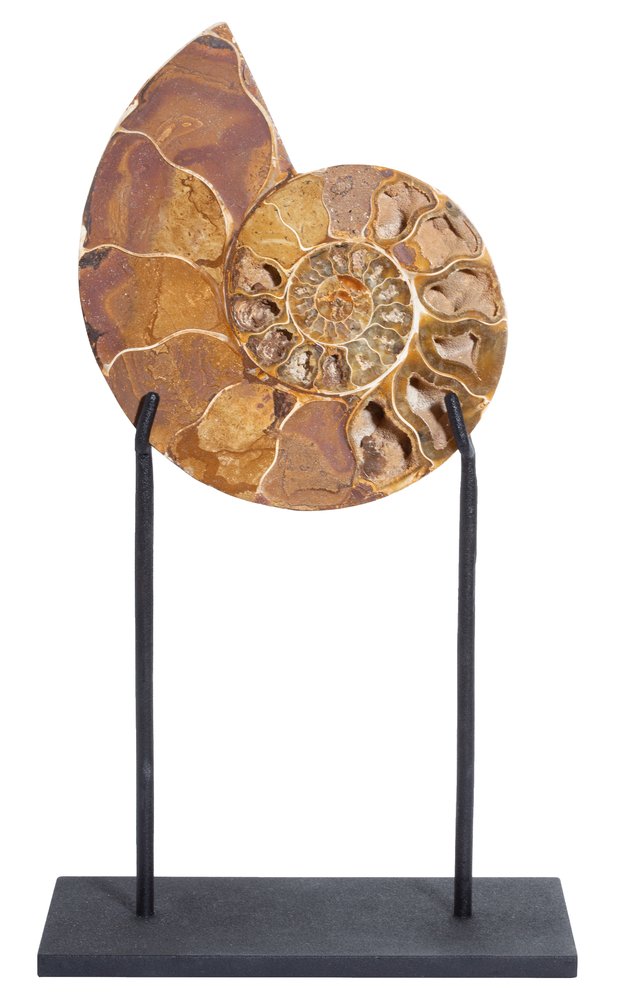 Ammonite Cleoniceras sp. 