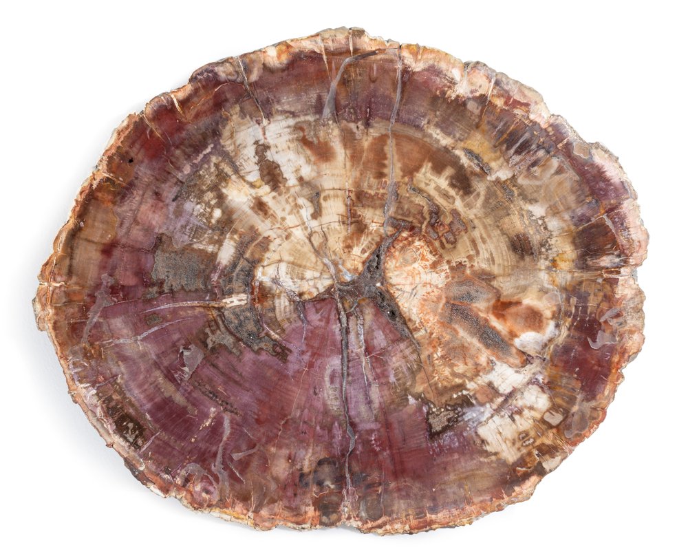 Petrified wood slice