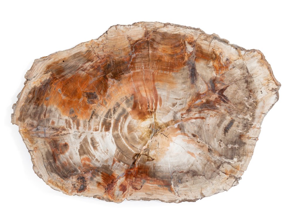 Petrified wood slice