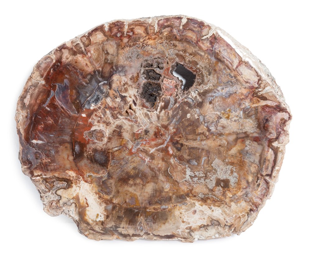 Petrified wood slice