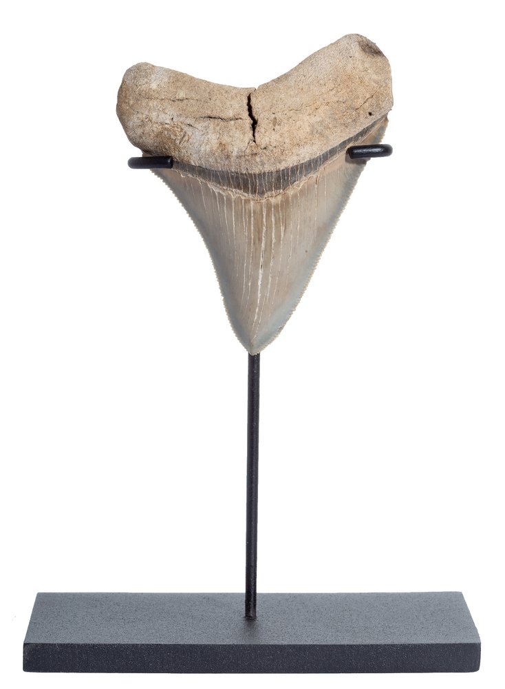 Collector quality megalodon tooth 8,4 cm (3.31